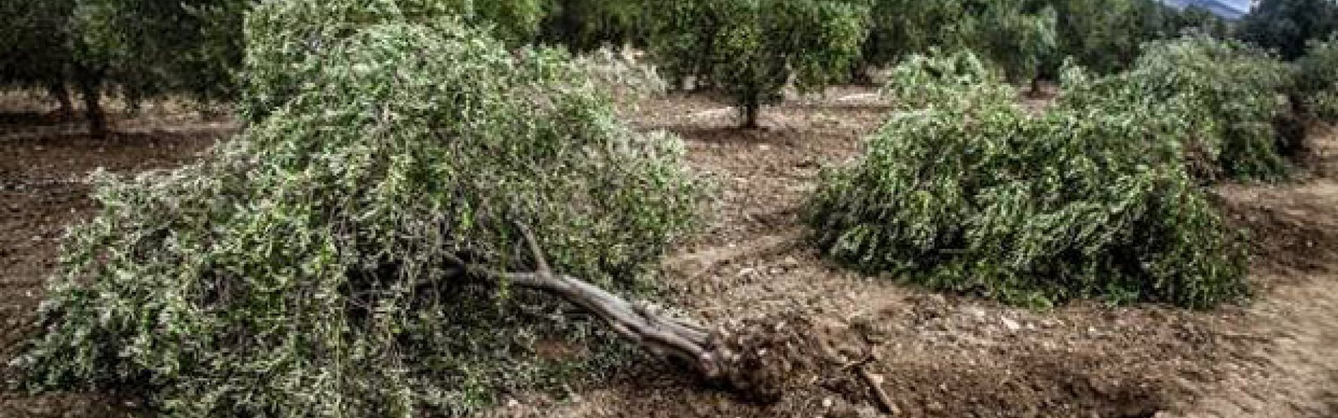 Tarımda 40 yılın bilan&ccedil;osu