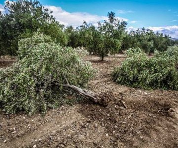 Tarımda 40 yılın bilan&ccedil;osu